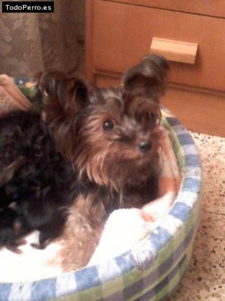 La foto del perro