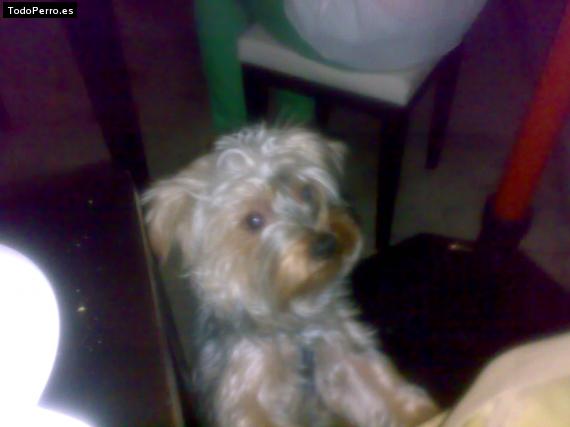 La foto del perro