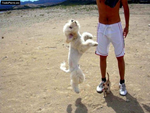 La foto del perro