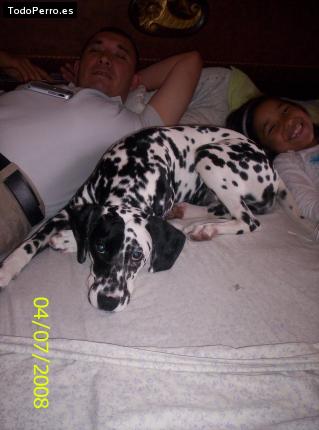 La foto del perro