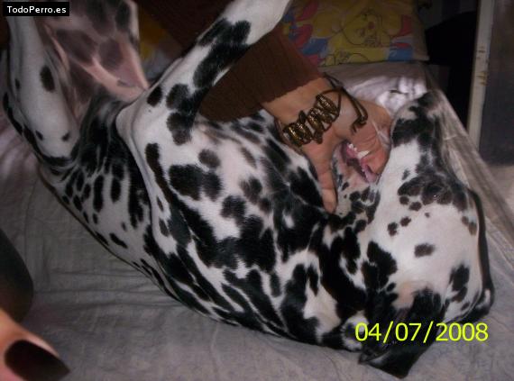 La foto del perro