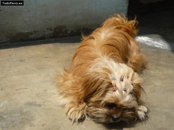 La foto del perro