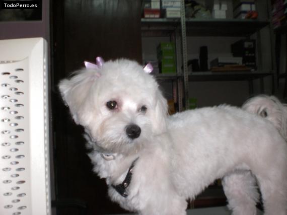 La foto del perro