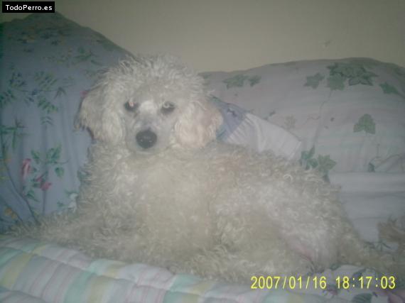 La foto del perro