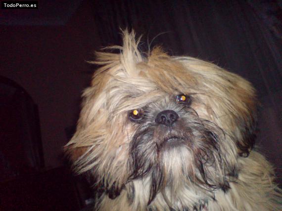 La foto del perro