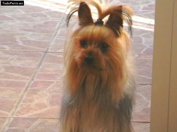 La foto del perro