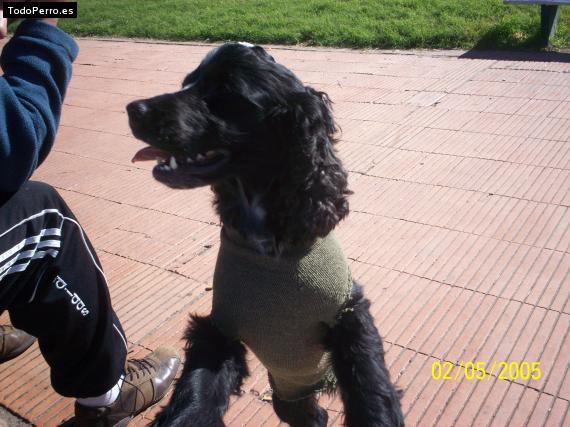 La foto del perro