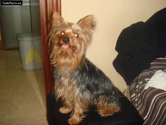 La foto del perro
