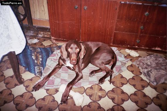 La foto del perro