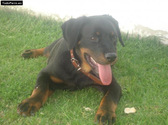 La foto del perro