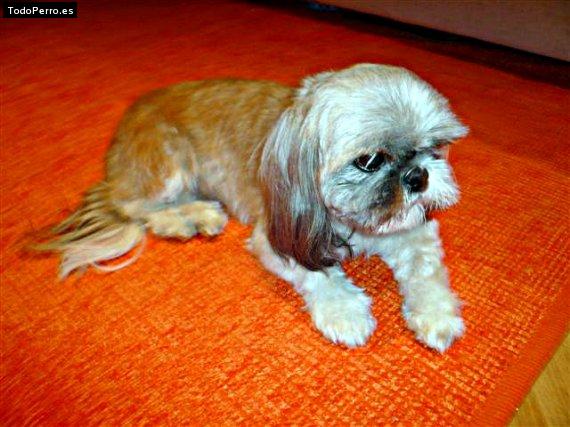 La foto del perro