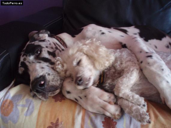 La foto del perro