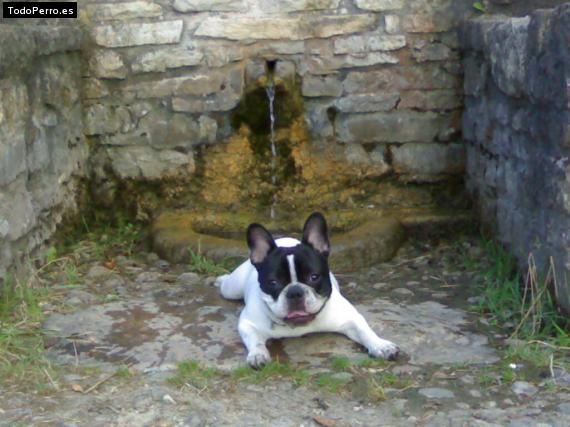 La foto del perro