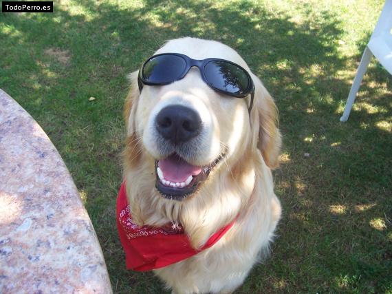 La foto del perro