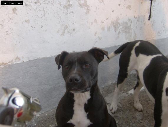 Foto del perro Ibory