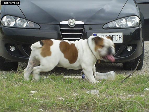 La foto del perro