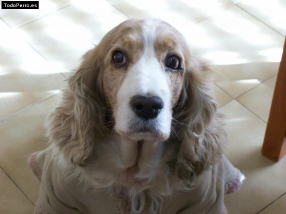 La foto del perro
