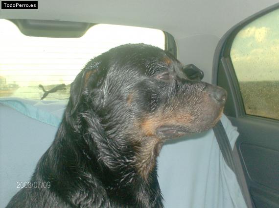 La foto del perro
