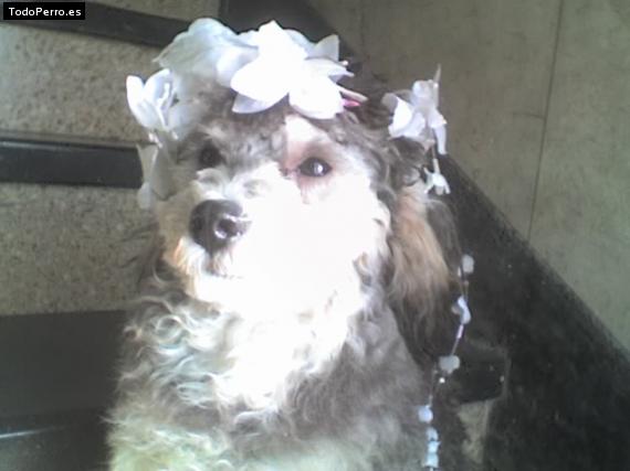 La foto del perro