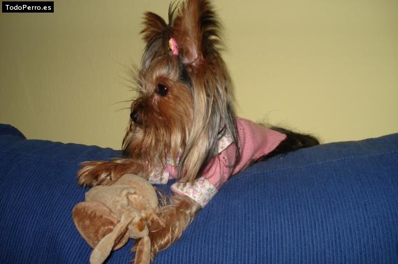 La foto del perro