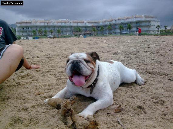 La foto del perro