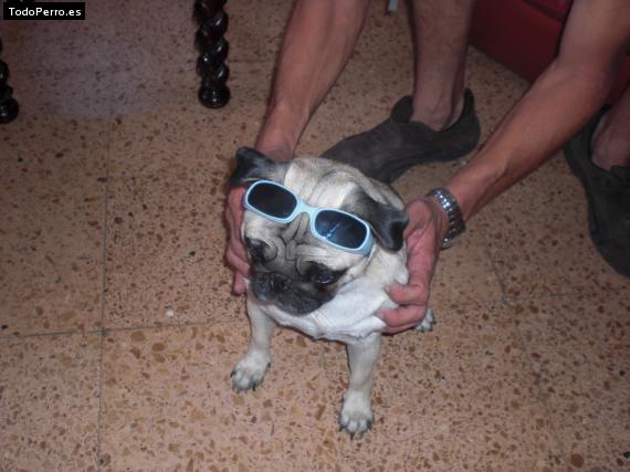 La foto del perro