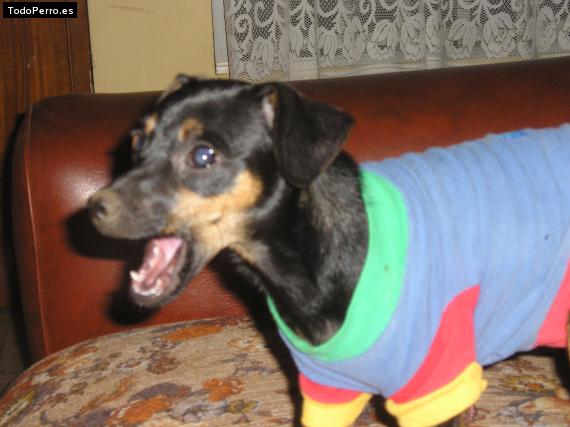 La foto del perro