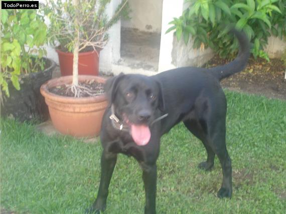 La foto del perro