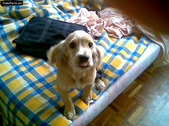 Foto del perro Slincky