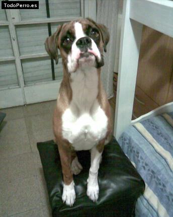 La foto del perro