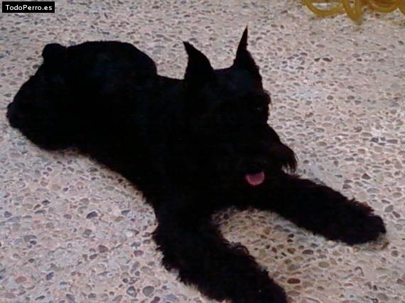 La foto del perro