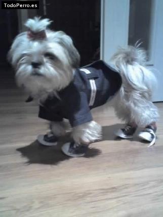 La foto del perro