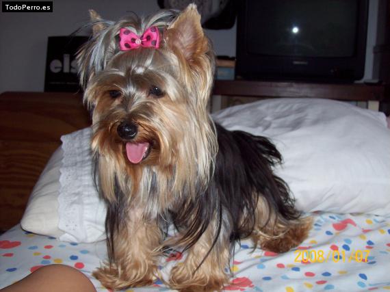 La foto del perro