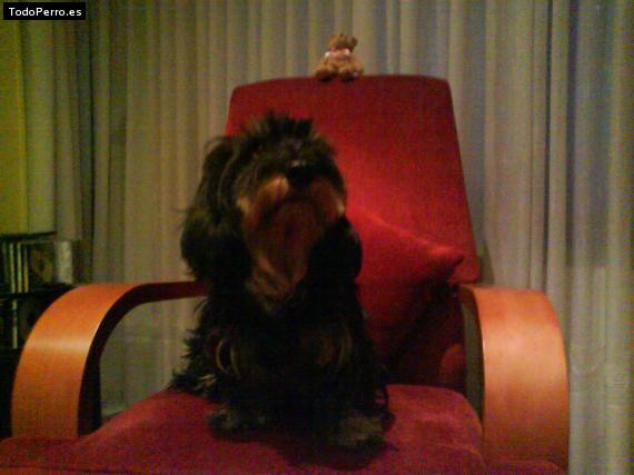 La foto del perro