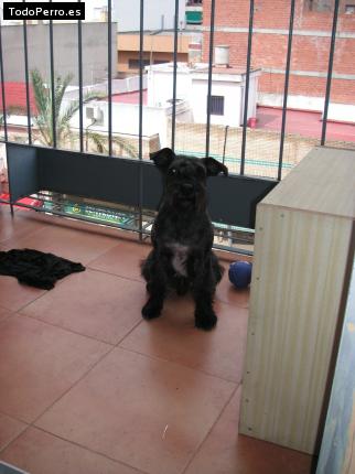 La foto del perro