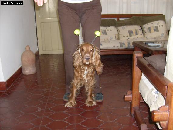 La foto del perro