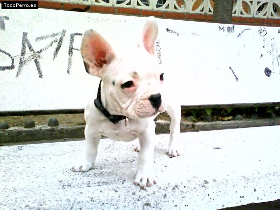 La foto del perro