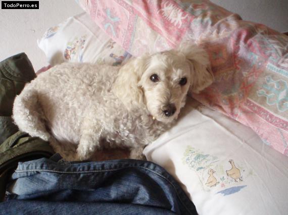 La foto del perro