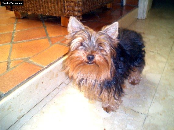 La foto del perro