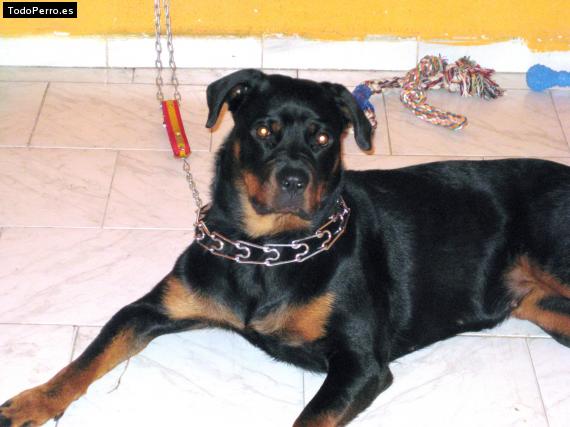 La foto del perro