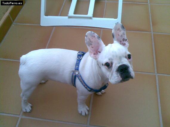 La foto del perro