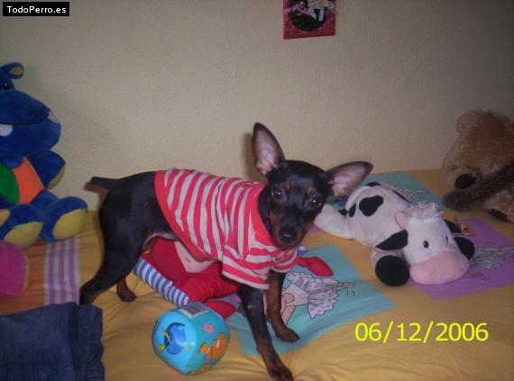 La foto del perro