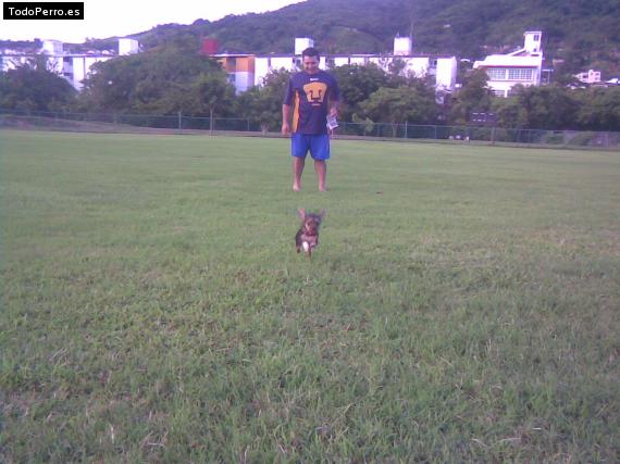 La foto del perro