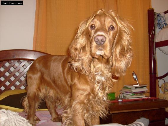 La foto del perro