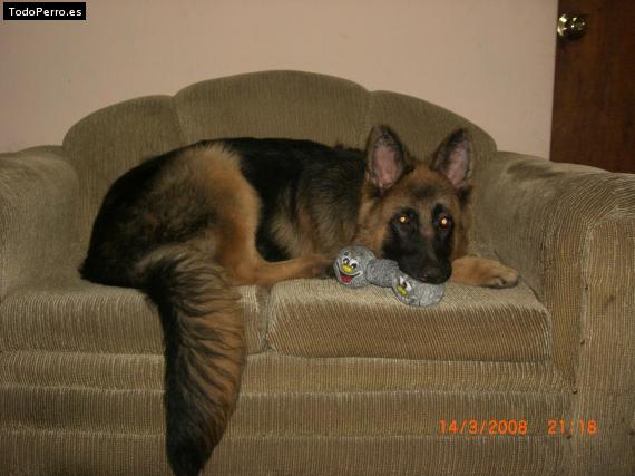 La foto del perro
