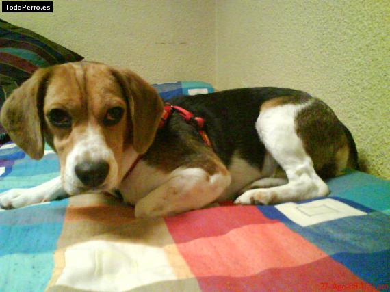 La foto del perro