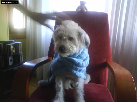 La foto del perro