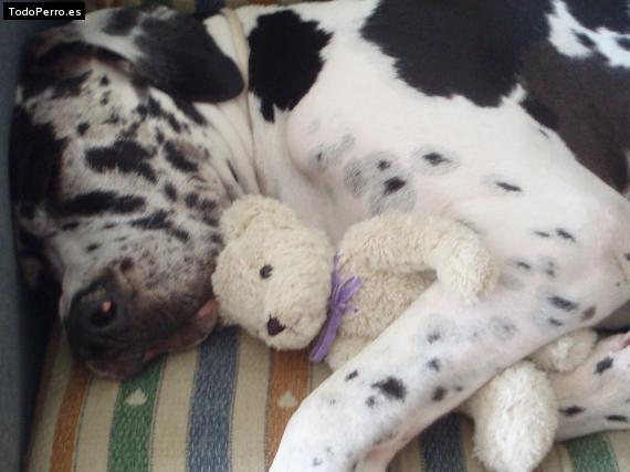 La foto del perro