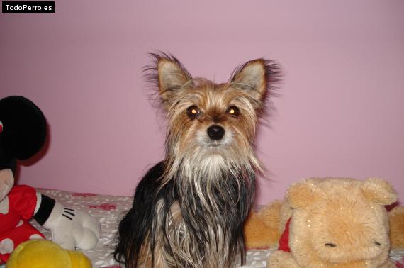 La foto del perro