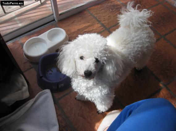 La foto del perro